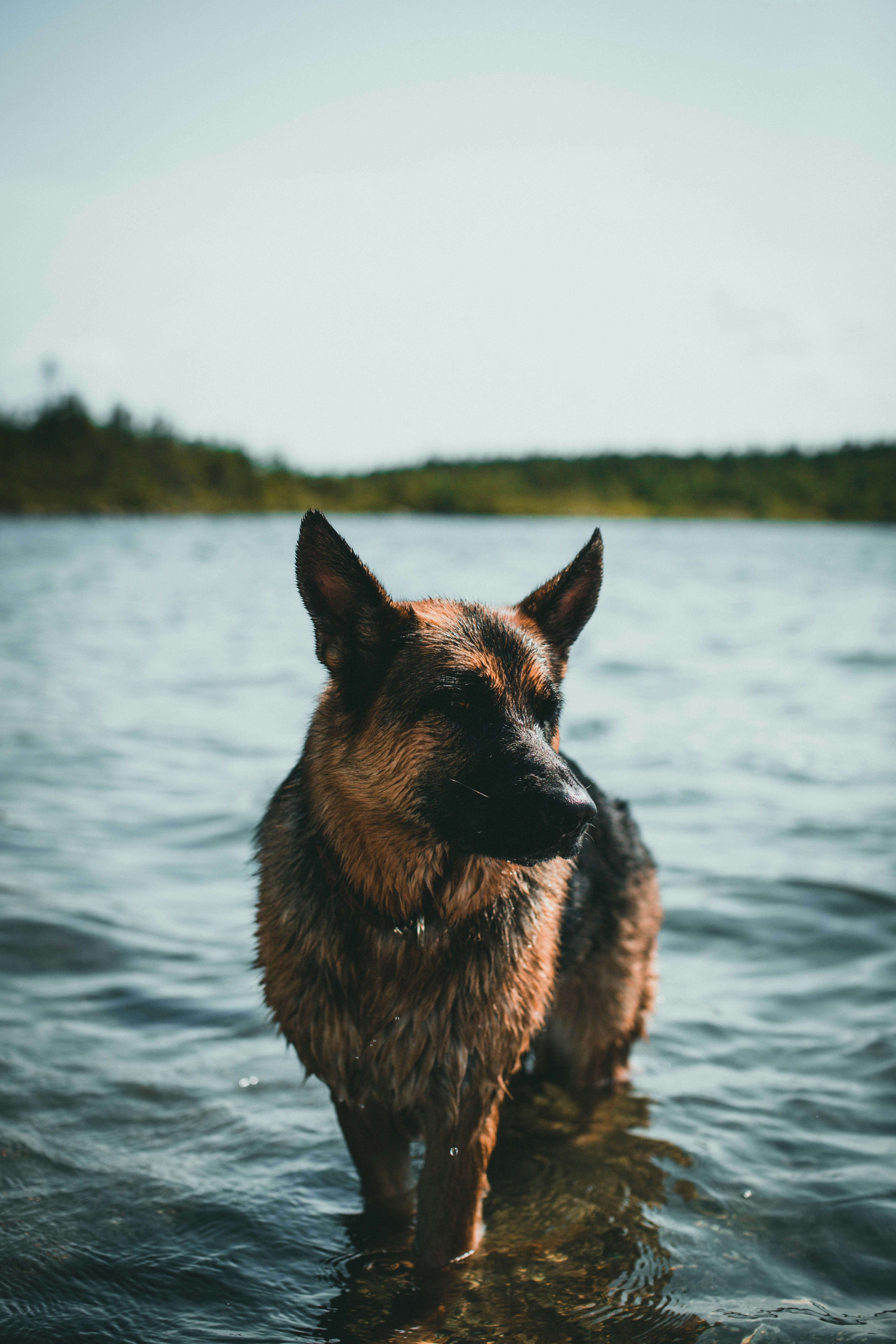 black and tan german shepherd on water during daytime